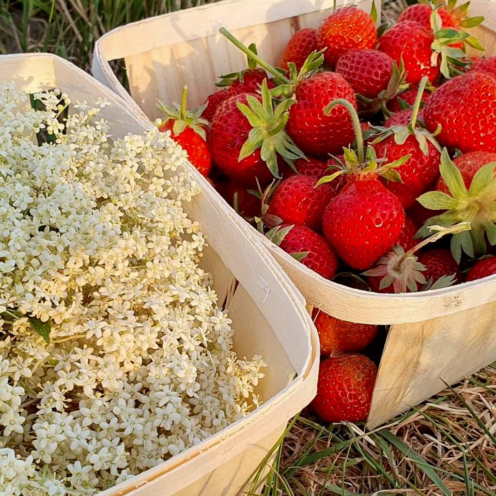 elderflower and st